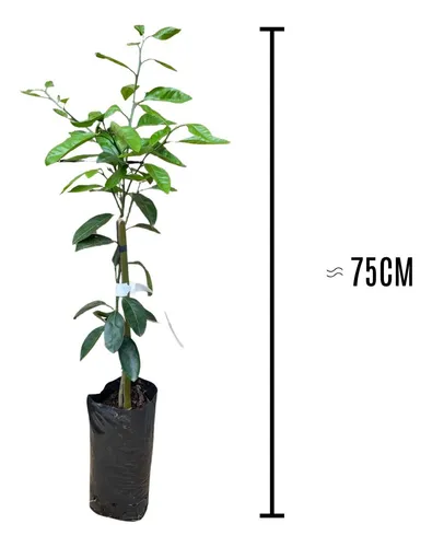 Muda Limão Taiti 75cm