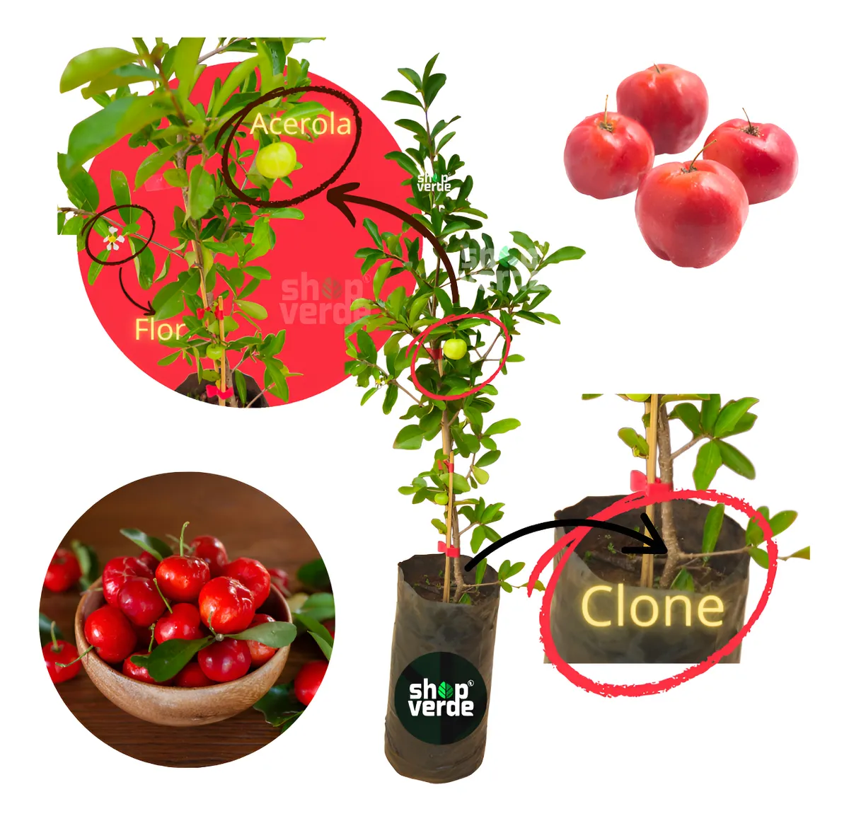 Muda De Acerola Enxertada