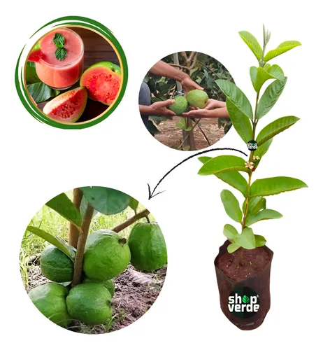 Goiaba Tailandesa Gigante – Já Produz