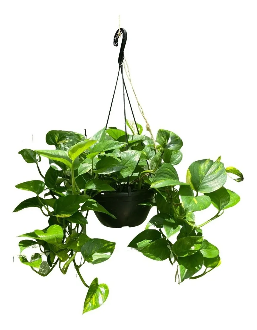 Jibóia Verde Epipremnum Pinnatum Grande