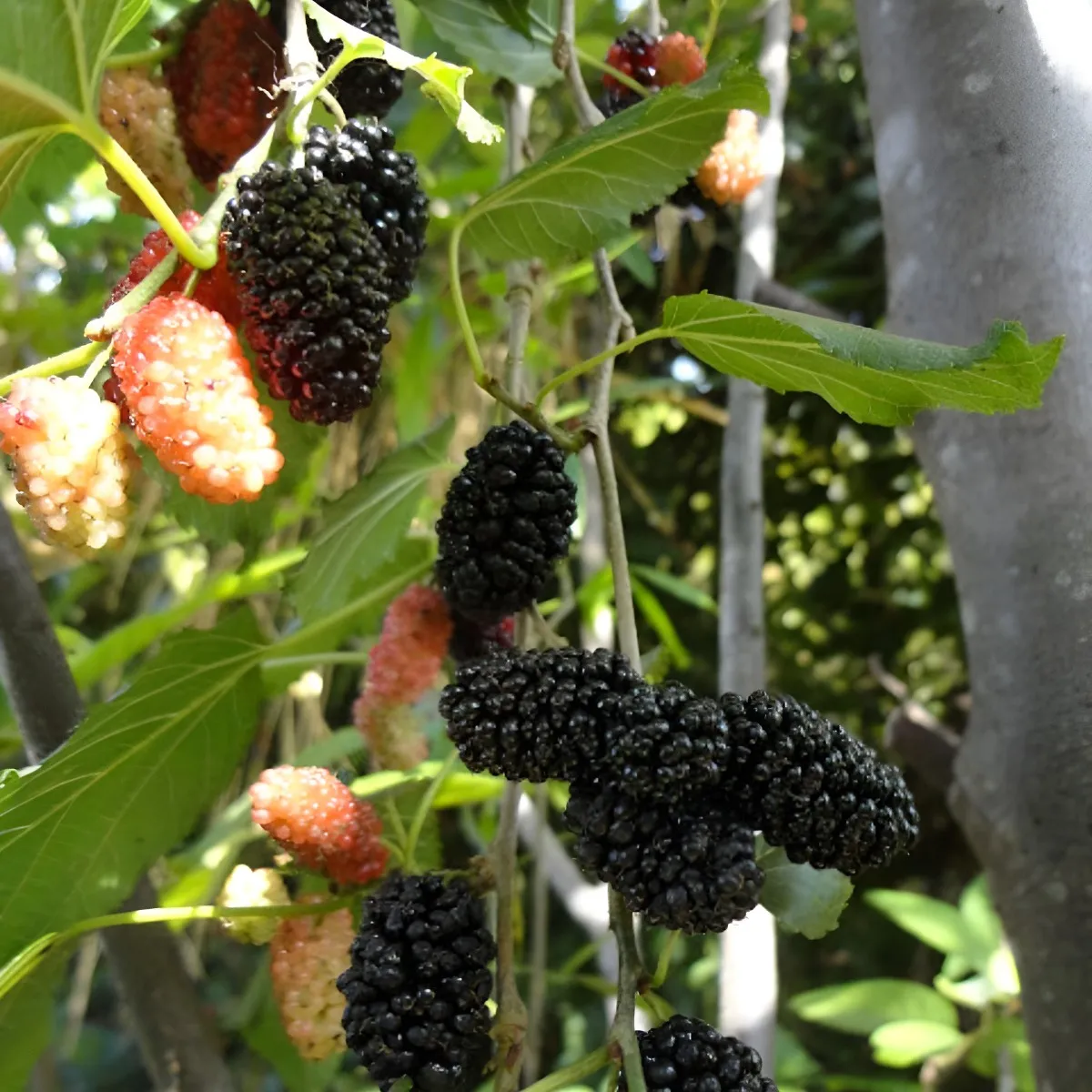 Muda De Amora Gigante Portuguesa