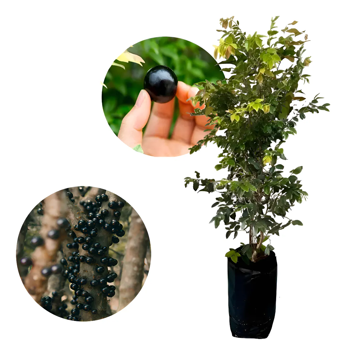 Muda De Jabuticaba Hibrida Precoce