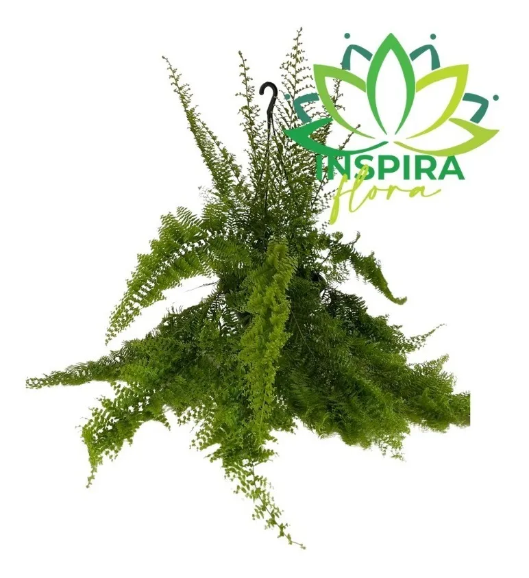 1 Samambaia Asa De Anjo Grande