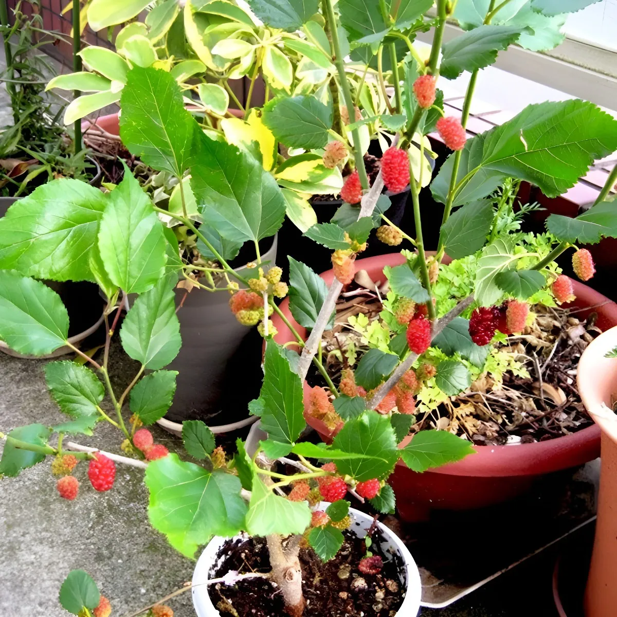 Muda De Amora Gigante Portuguesa