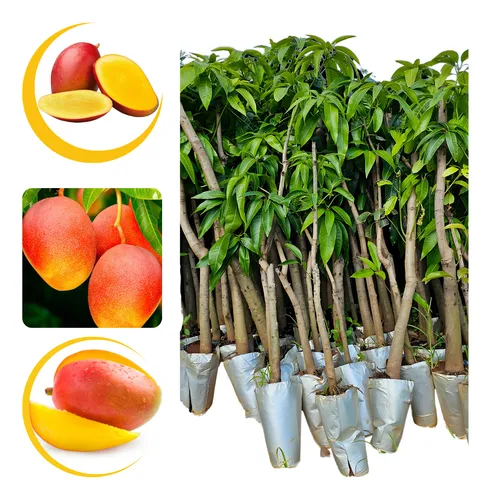 Muda De Manga Palmer