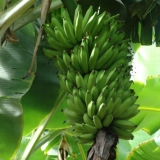 1 Muda De Banana Prata Anã