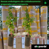 Muda De Acerola Enxertada