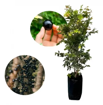 Muda De Jabuticaba Hibrida Precoce Produzindo