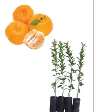 Muda De Ponkan Enxertada, Produz Em 1 Ano